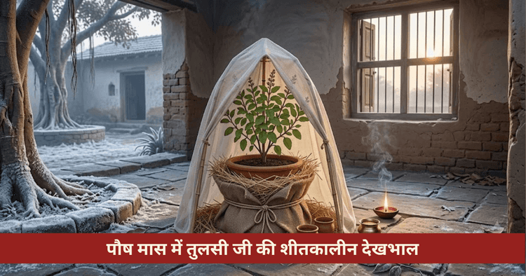 पौष मास में तुलसी जी की देखभाल: पाले से बचाने के नियम व उपाय