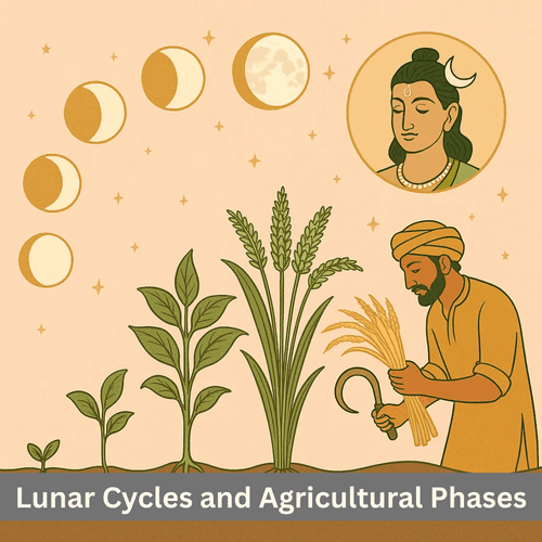 Lunar Cycles and Agricultural Phases - From Seed to Harvest